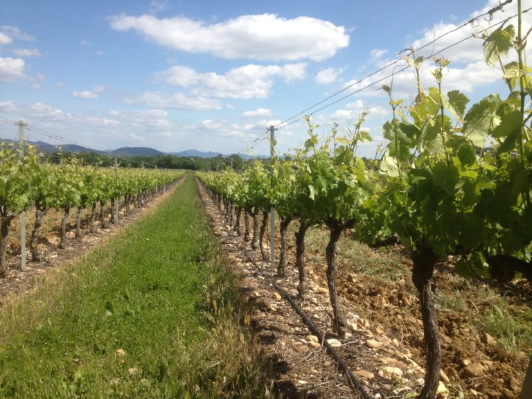 Les Terroirs du Domaine Camp - Galhan (33)
