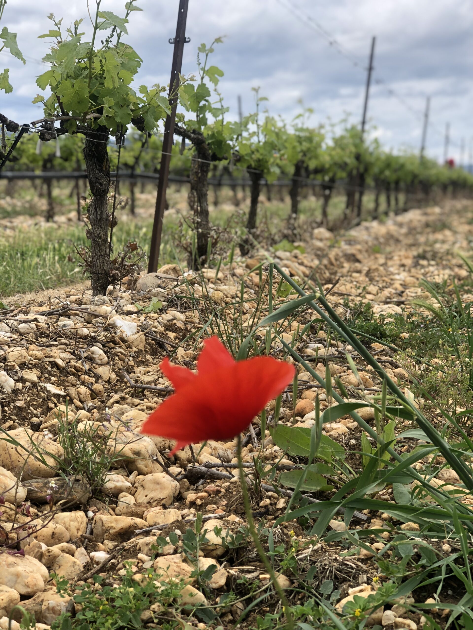 l'histoire du Domaine - Vin - Producteur - Gard - Camp Galhan